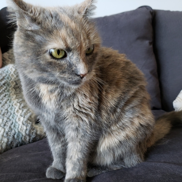 Meet your Posher, Katie - Picture 2 of 3